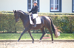 El Crusador