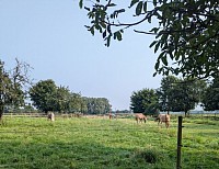 Weidegang bei Brio