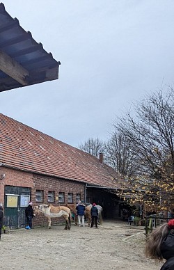 So gelassene Pferde, Trotz der ganzen Menschen